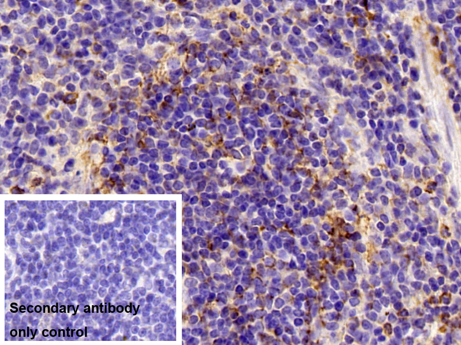 Polyclonal Antibody to Homing Associated Cell Adhesion Molecule (HCAM)