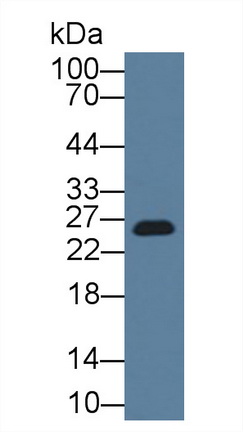 Polyclonal Antibody to Glutathione S Transferase Alpha 3 (GSTa3)