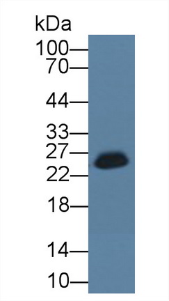 Polyclonal Antibody to Glutathione S Transferase Alpha 3 (GSTa3)