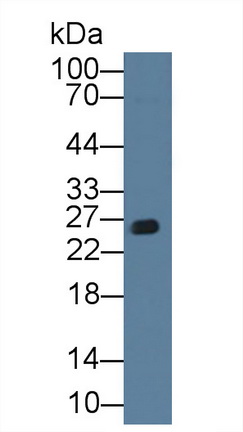 Polyclonal Antibody to Glutathione S Transferase Alpha 3 (GSTa3)