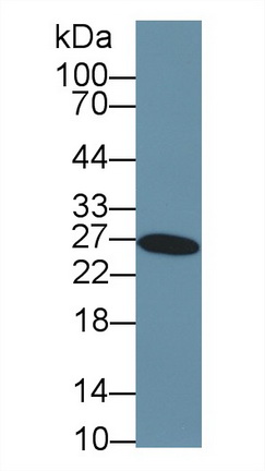 Polyclonal Antibody to Glutathione S Transferase Alpha 3 (GSTa3)