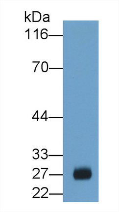 Polyclonal Antibody to Glutathione S Transferase Alpha 3 (GSTa3)