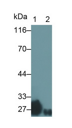 Polyclonal Antibody to Glutathione S Transferase Alpha 3 (GSTa3)