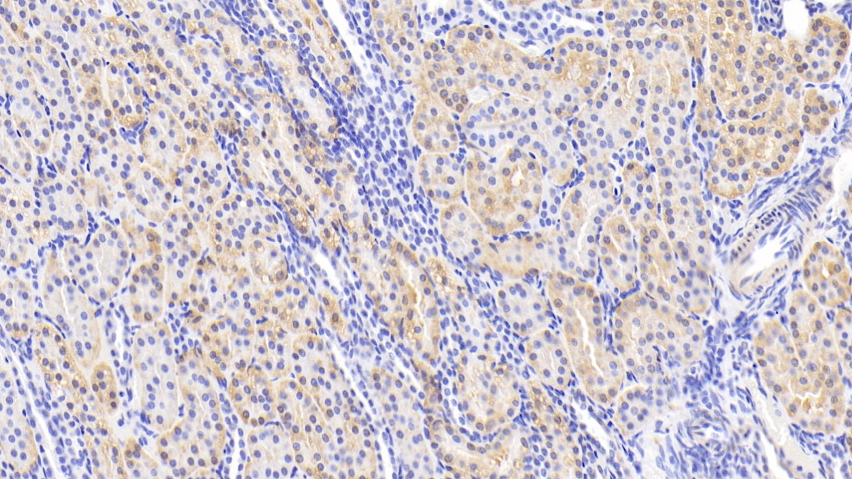 Polyclonal Antibody to Slit Homolog 2 (Slit2)