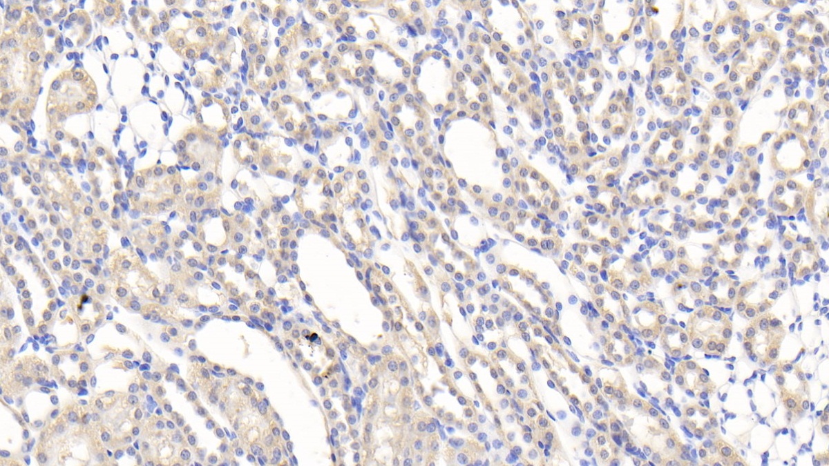 Polyclonal Antibody to Slit Homolog 2 (Slit2)