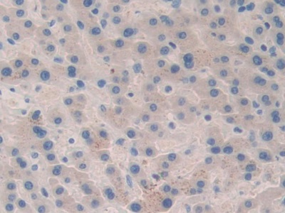 Polyclonal Antibody to Coagulation Factor V (F5)