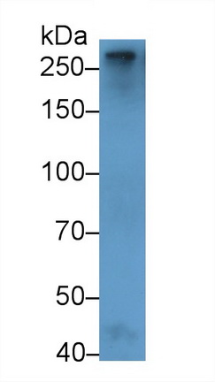 Polyclonal Antibody to Coagulation Factor V (F5)