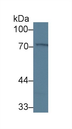 Polyclonal Antibody to Membrane Protein, Palmitoylated 2 (MPP2)