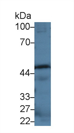 Polyclonal Antibody to Caspase 12 (CASP12)