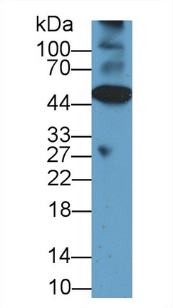 Polyclonal Antibody to Caspase 12 (CASP12)