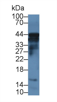 Polyclonal Antibody to Caspase 12 (CASP12)