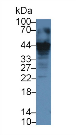 Polyclonal Antibody to Caspase 12 (CASP12)