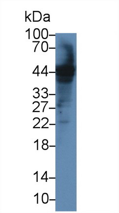 Polyclonal Antibody to Caspase 12 (CASP12)