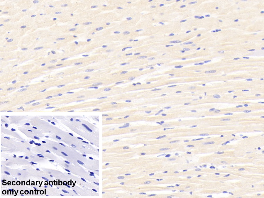 Polyclonal Antibody to Caspase 12 (CASP12)