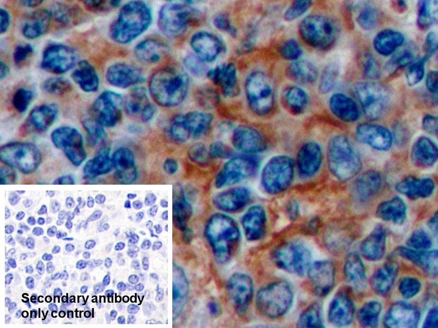 Polyclonal Antibody to Cluster Of Differentiation 14 (CD14)