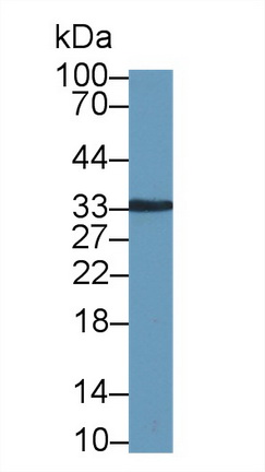 Polyclonal Antibody to Kallikrein 8 (KLK8)