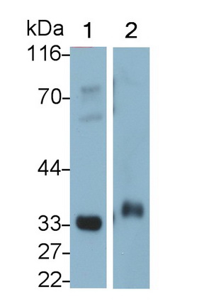 Polyclonal Antibody to Kallikrein 8 (KLK8)