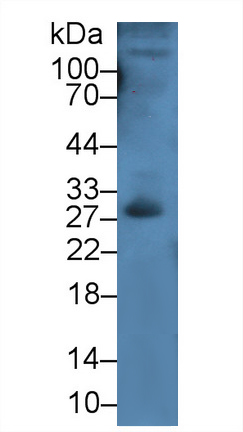 Polyclonal Antibody to Kallikrein 8 (KLK8)