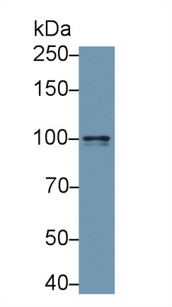 Polyclonal Antibody to Neuropilin 1 (NRP1)