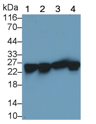 Polyclonal Antibody to Heat Shock Protein 27 (Hsp27)