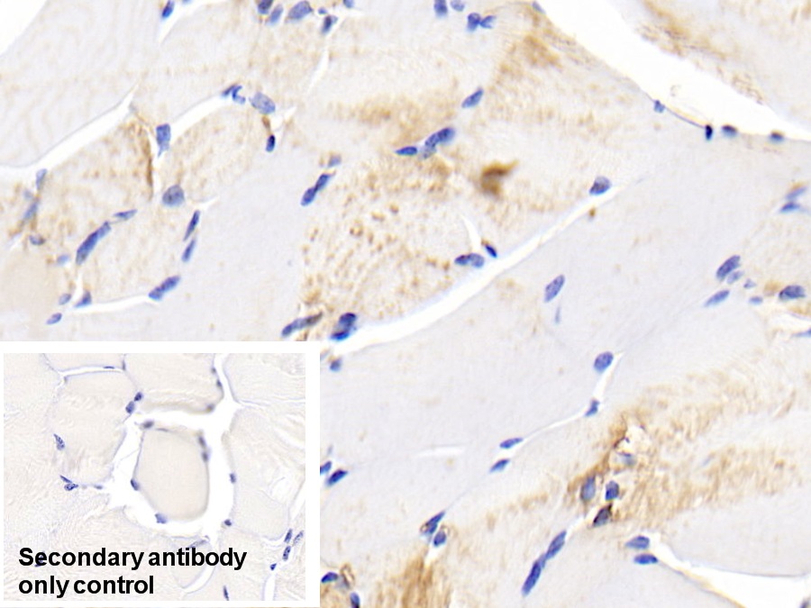 Polyclonal Antibody to Heat Shock Protein 27 (Hsp27)