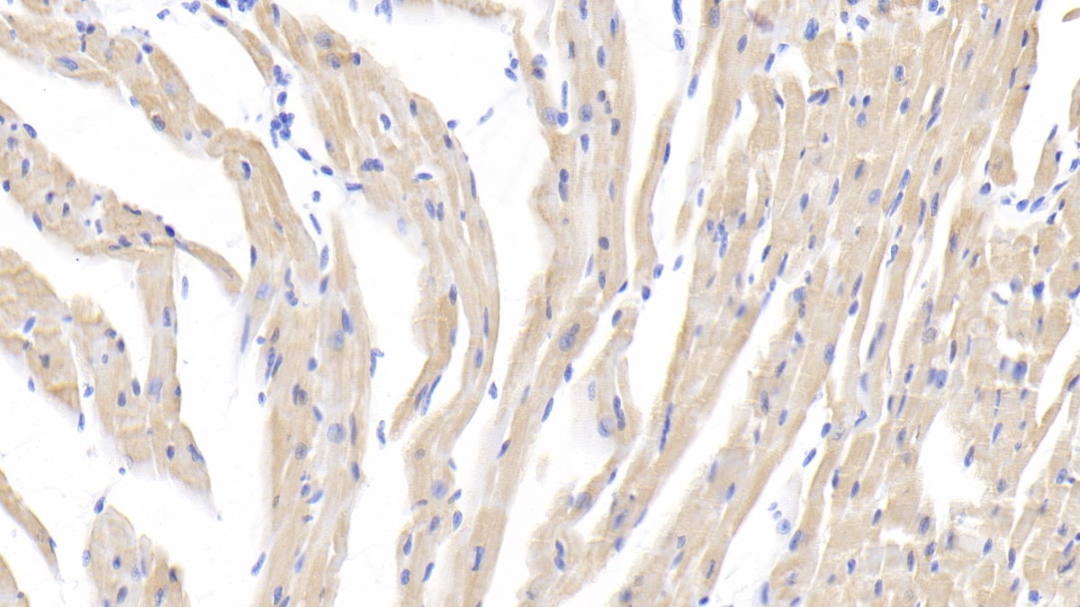 Polyclonal Antibody to Heat Shock Protein 27 (Hsp27)