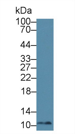 Polyclonal Antibody to Macrophage Migration Inhibitory Factor (MIF)