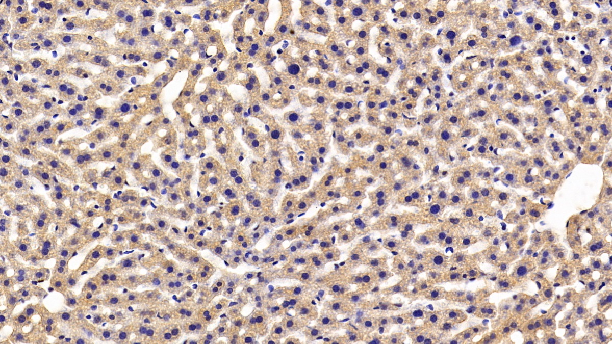 Polyclonal Antibody to Macrophage Migration Inhibitory Factor (MIF)