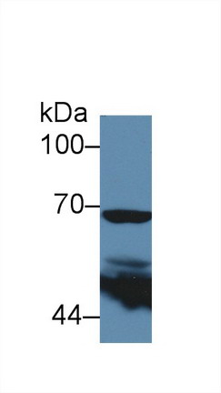 Polyclonal Antibody to Cyclooxygenase-2 (COX 2)