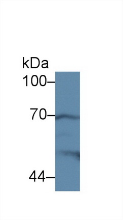 Polyclonal Antibody to Cyclooxygenase-2 (COX 2)