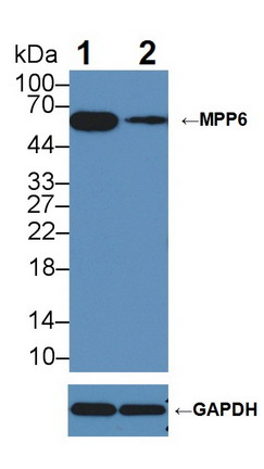 Polyclonal Antibody to Membrane Protein, Palmitoylated 6 (MPP6)