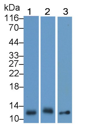 Polyclonal Antibody to Thioredoxin (Trx)