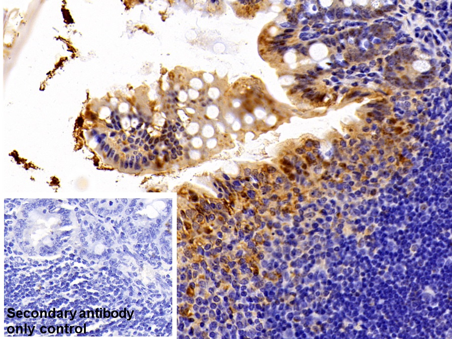 Polyclonal Antibody to Thioredoxin (Trx)