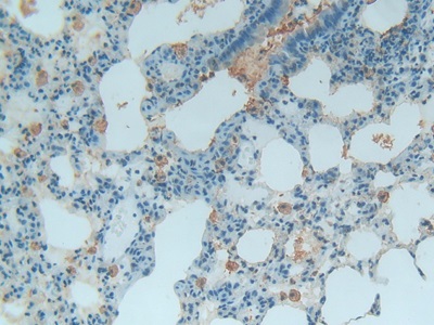 Polyclonal Antibody to Thioredoxin (Trx)