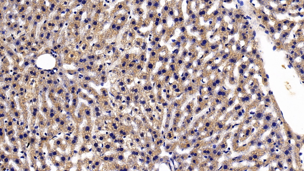 Polyclonal Antibody to Thioredoxin Reductase 1 (TXNRD1)