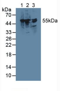 Polyclonal Antibody to Thioredoxin Reductase 1 (TXNRD1)