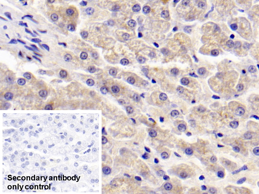 Polyclonal Antibody to Apolipoprotein E (APOE)