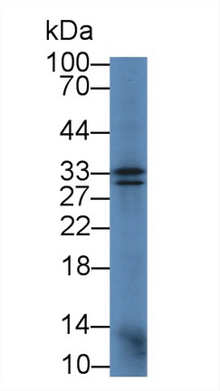 Polyclonal Antibody to Apolipoprotein E (APOE)