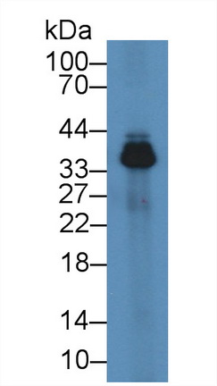 Polyclonal Antibody to Apolipoprotein E (APOE)