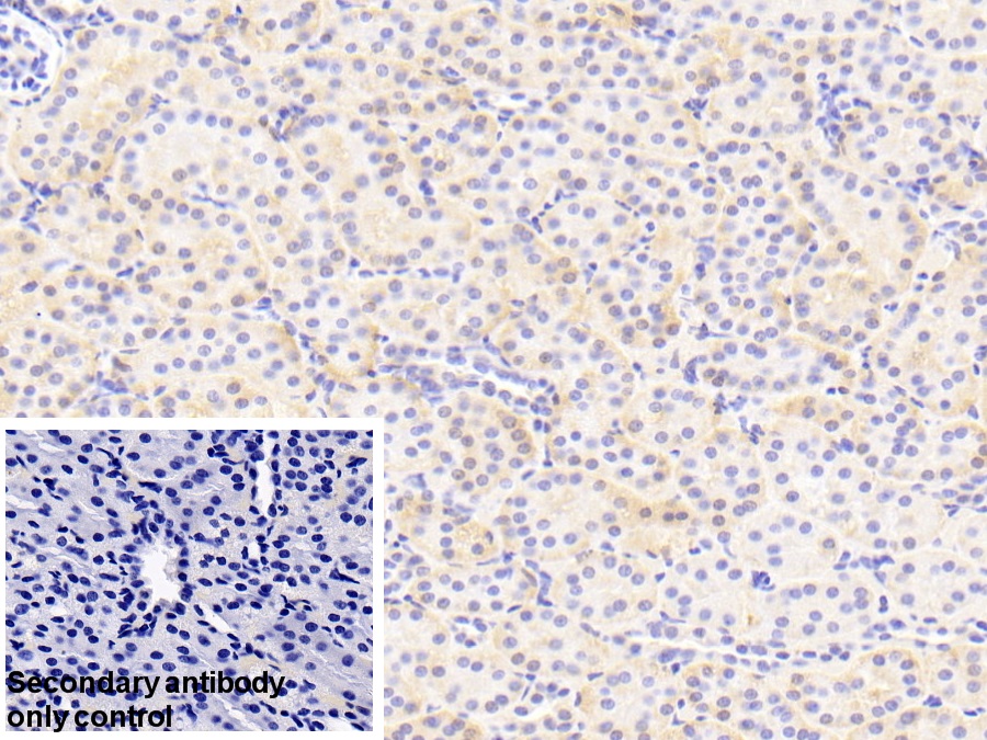 Polyclonal Antibody to Apolipoprotein E (APOE)