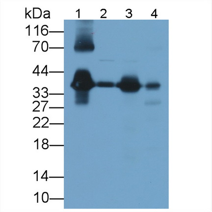 Polyclonal Antibody to Apolipoprotein E (APOE)