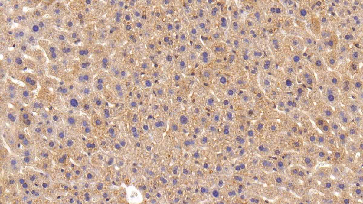 Polyclonal Antibody to Apolipoprotein E (APOE)