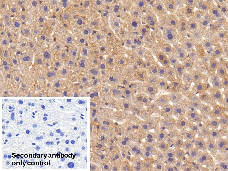 Polyclonal Antibody to Apolipoprotein E (APOE)