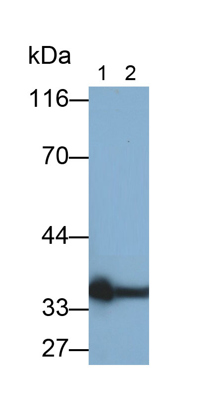 Polyclonal Antibody to Apolipoprotein E (APOE)