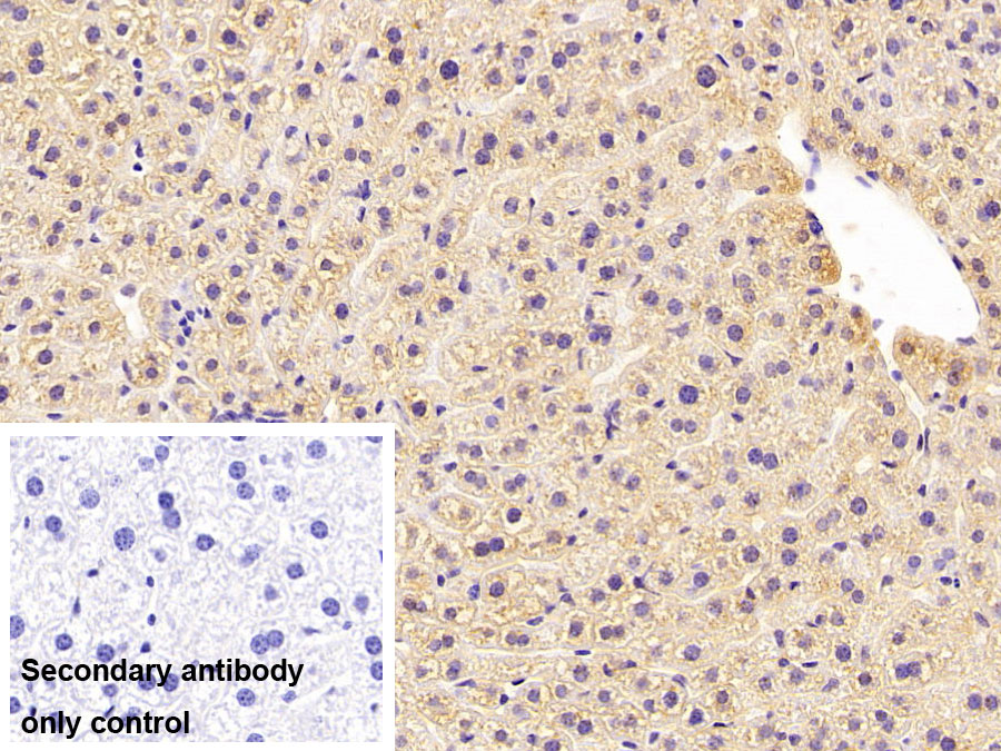 Polyclonal Antibody to Apolipoprotein E (APOE)