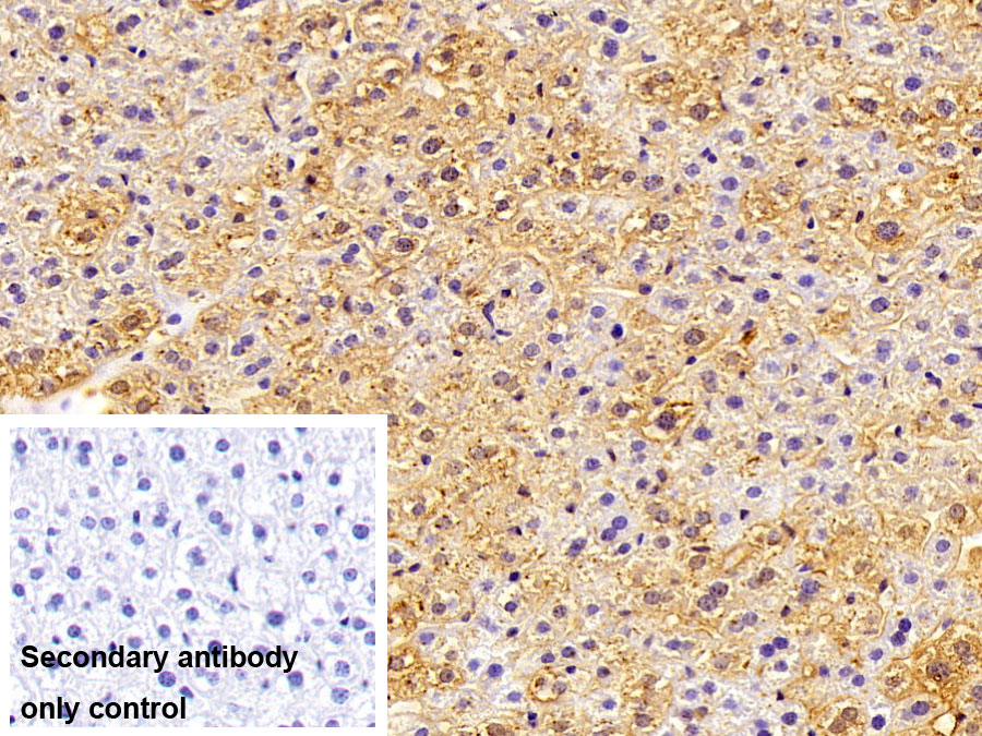 Polyclonal Antibody to Apolipoprotein E (APOE)