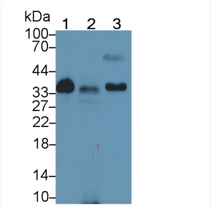 Polyclonal Antibody to Apolipoprotein E (APOE)