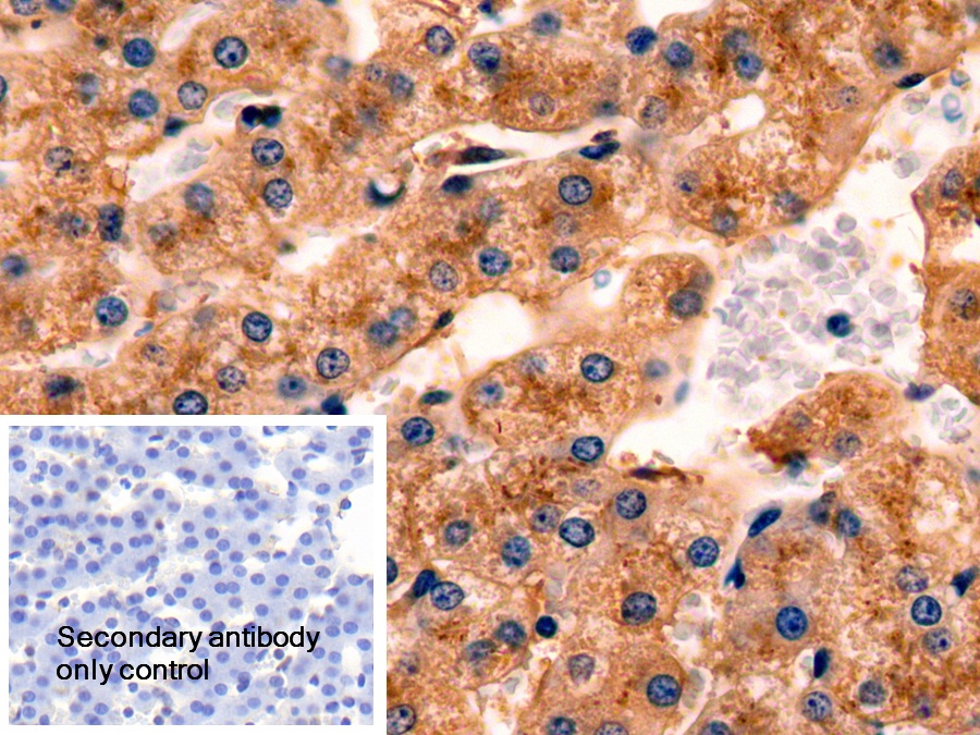 Polyclonal Antibody to Apolipoprotein E (APOE)