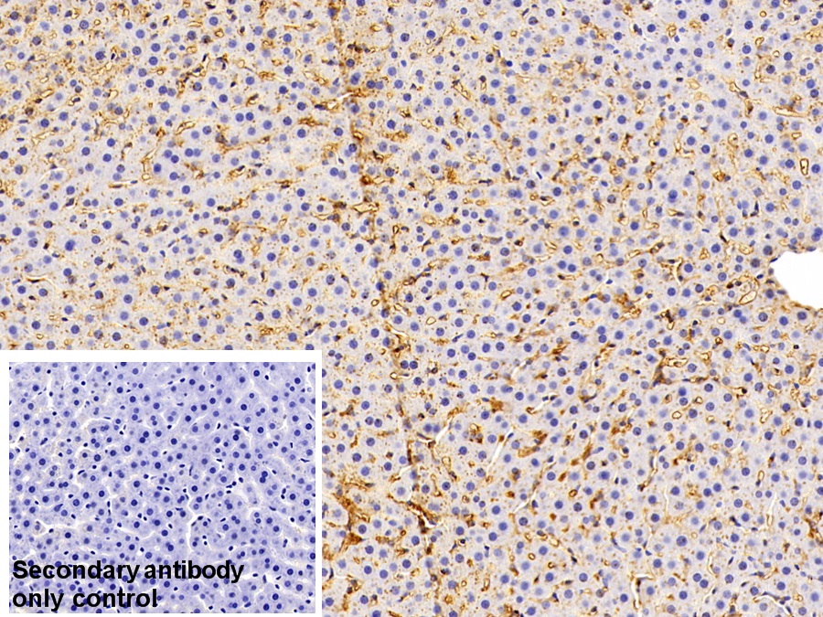 Polyclonal Antibody to Apolipoprotein E (APOE)