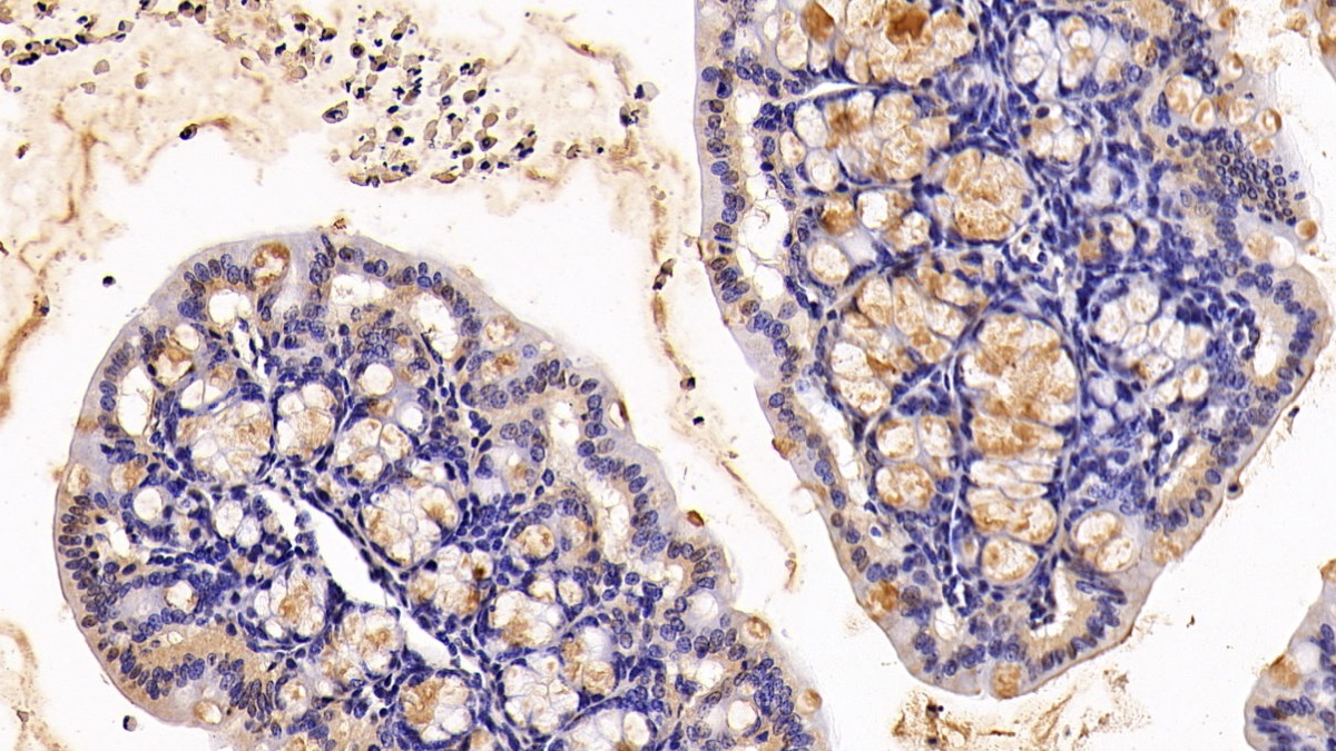 Polyclonal Antibody to Mucin 2 (MUC2)